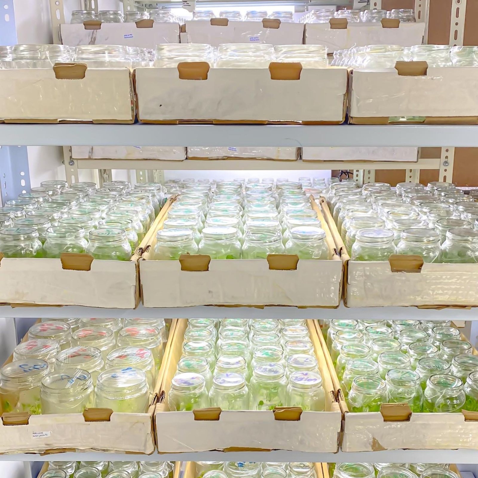 10 tecnologia de plantas leplants