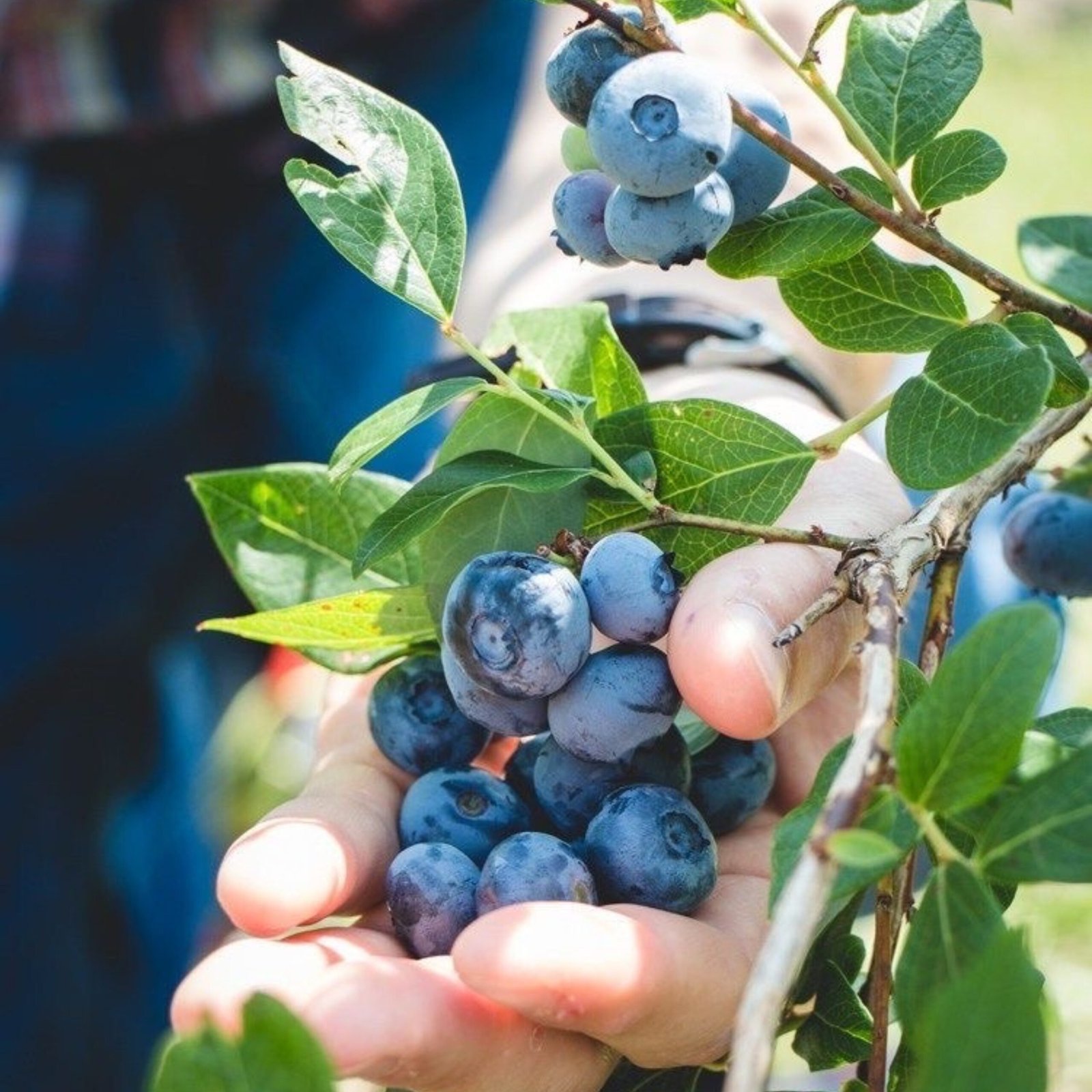 17 propagación de especies vegetales