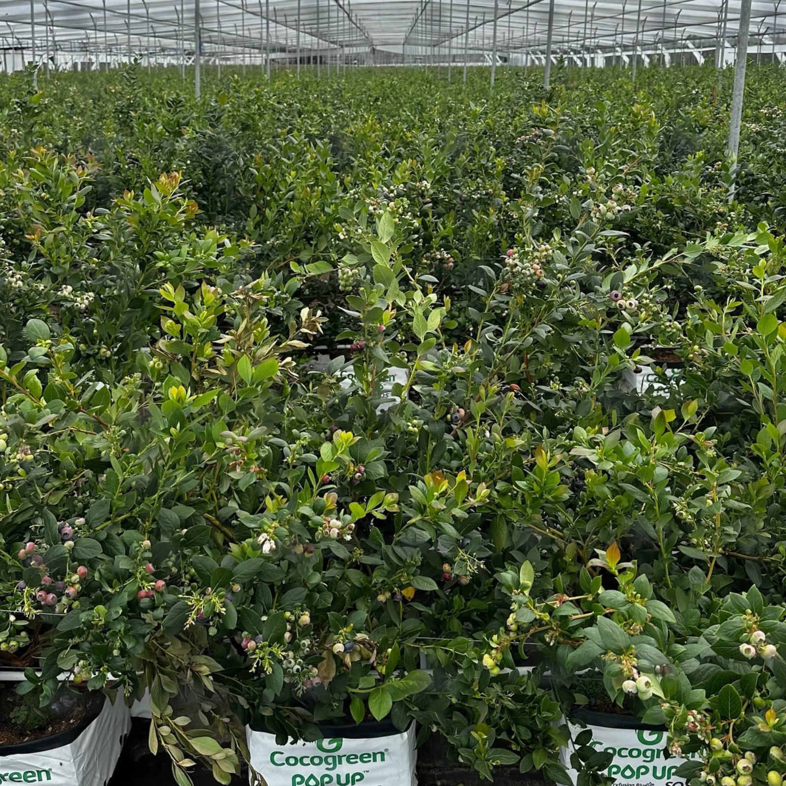 2 tecnologia de plantas leplants