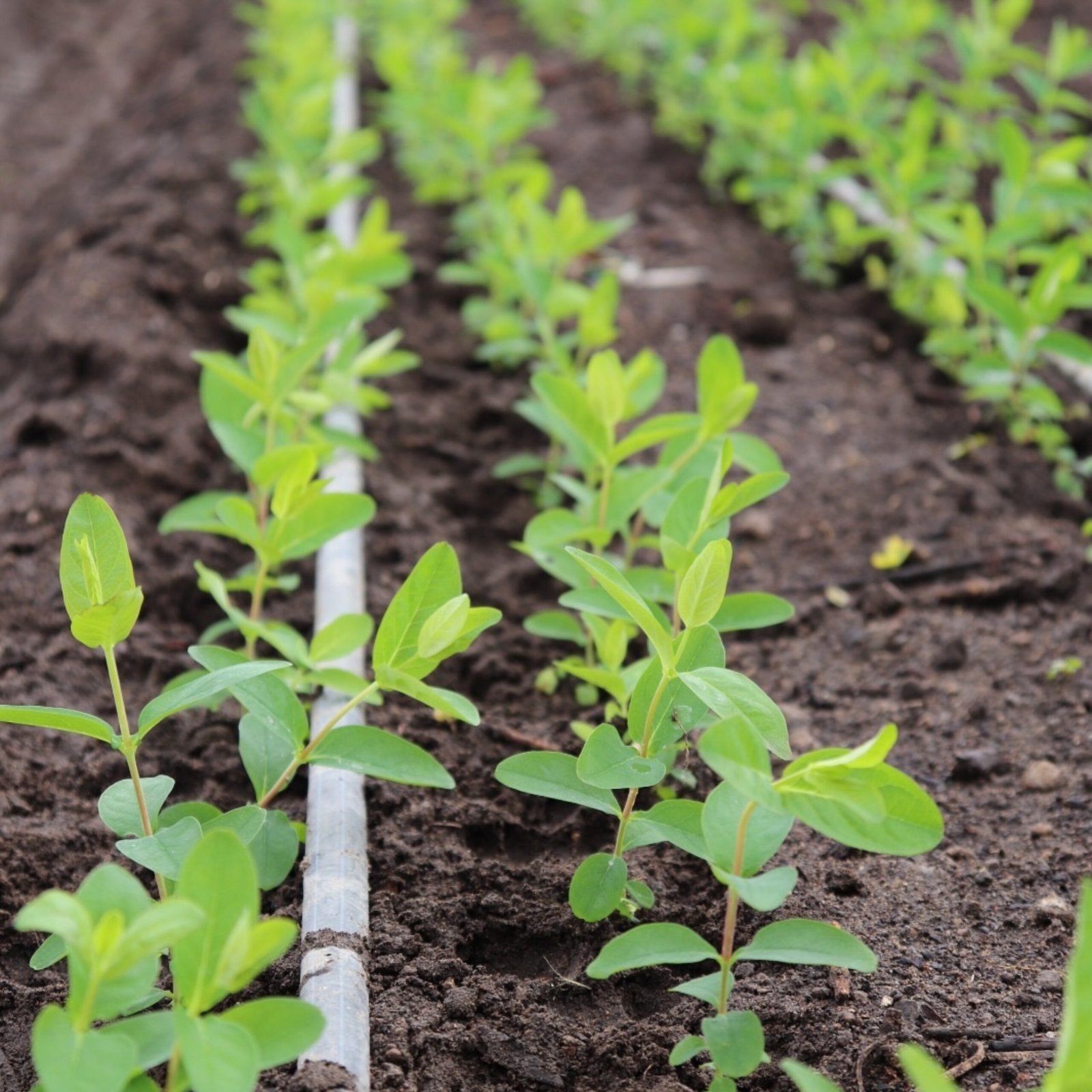 33 rejuvenecimiento y conservación del material vegetal