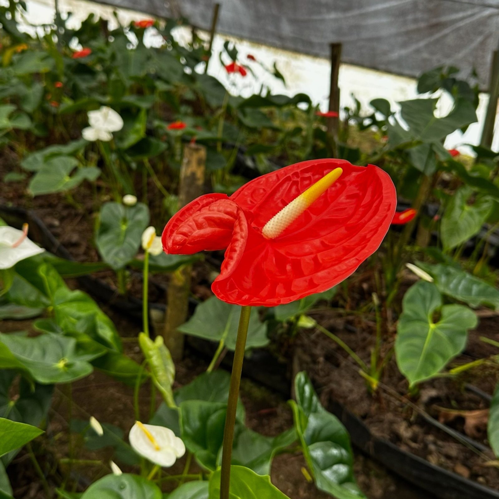 productos leplant (2)