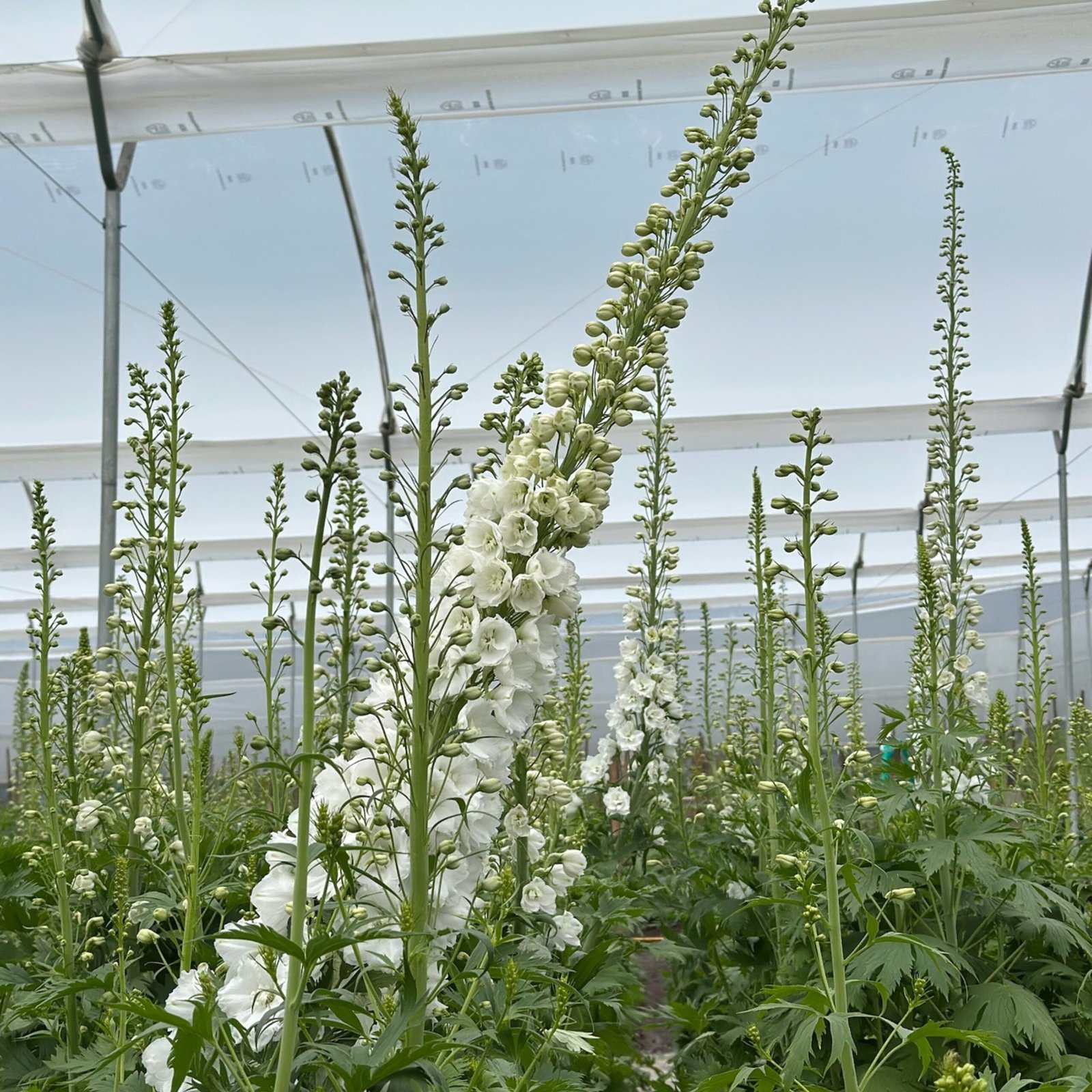 productos leplant (3)